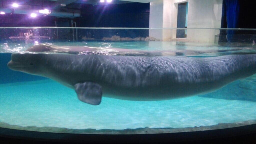 Beluga whale swimming in aquarium